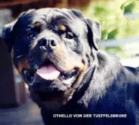 OTHELLO von der Teufelsbrucke