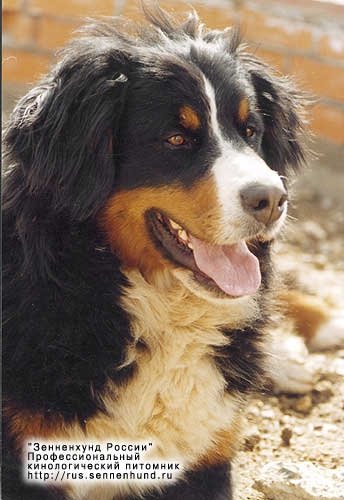 Berni Zonen Land Valetta