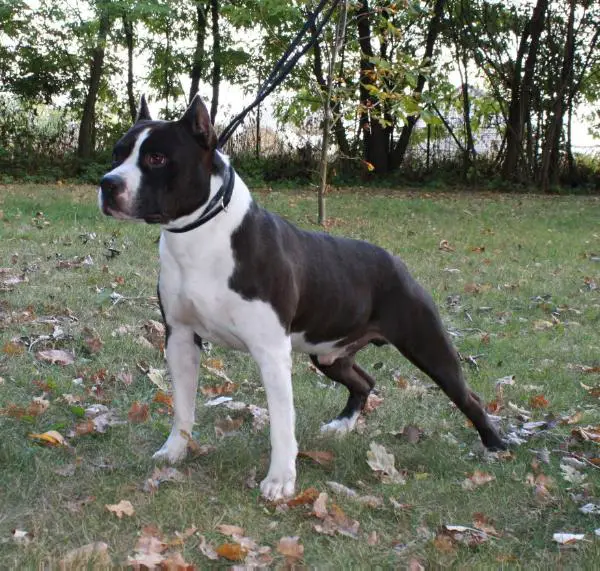 AKC.CH Matrix Wiley Standing Alone