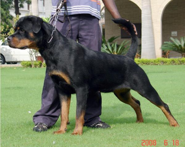 Katiuscha Vom Hause Edelestein At Grewal's