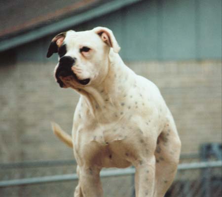 Powell's Collette 1 of JDJ PH-0.50/0.50