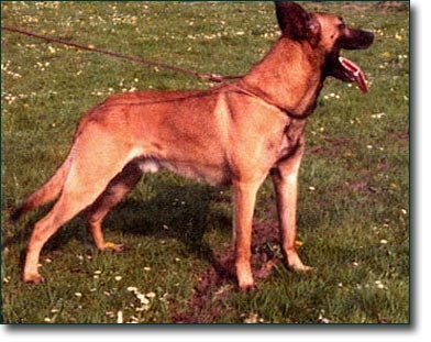 Berry Hogeling (Malinois)