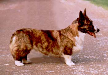 CH FIN Mandylay's Josephine