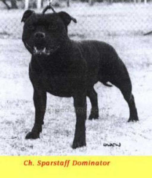 CH Sparstaff Dominator