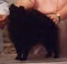 CAN CH Tiperon Catch Me If You Can