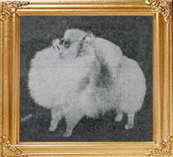 ENG CH Hadleigh Marmaduke
