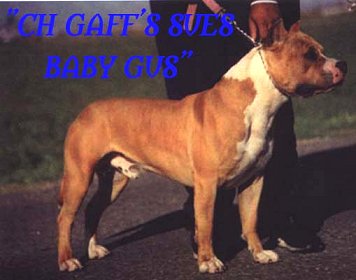 CH Gaff's Sue's Baby Gus