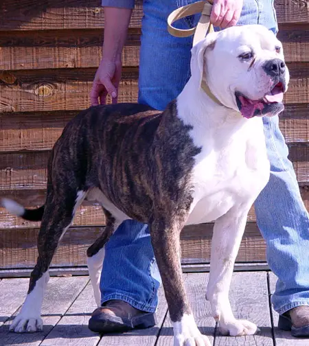 Johnson's Lil' Junior (Weaver's)