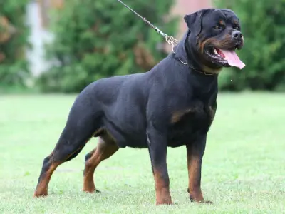 Balou von der Maxi Rott