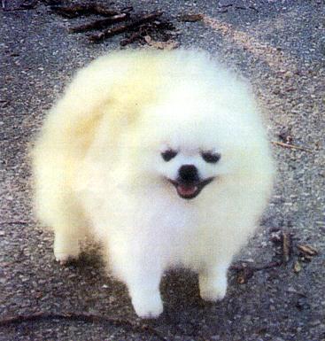 CH Stolanne's Light'ning Flashes