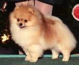 CH Heartlands Special Treasure