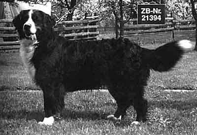 Lollo vom Sieker Fels