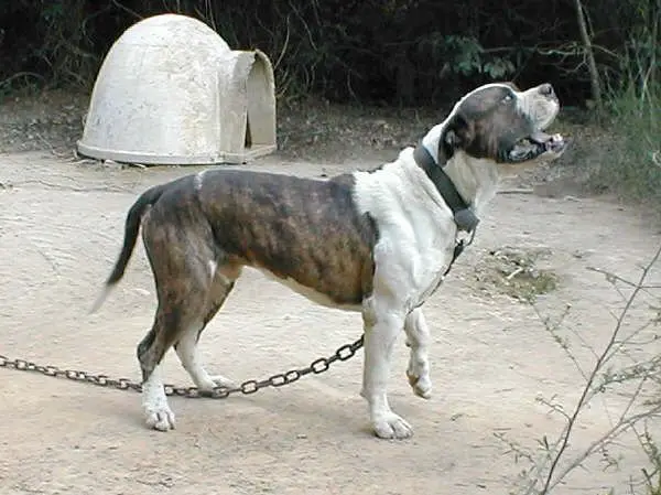 ROK Eli Of Joshua