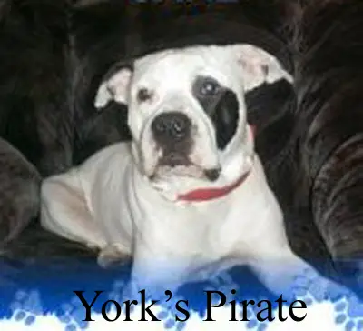 York's Pirate