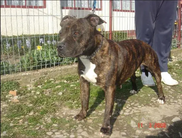 PRM,CAC,CACIB,BOB Popstaff Killing Me Softly