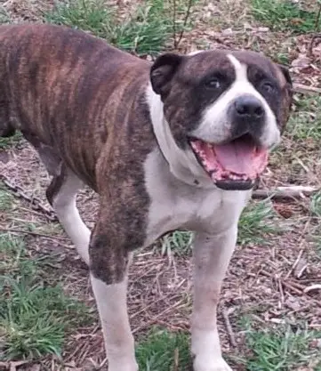 Zakstone of Lizard Creek