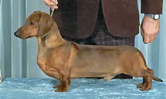 AM/CAN CH Coamex EJ's Sunrise Dragon