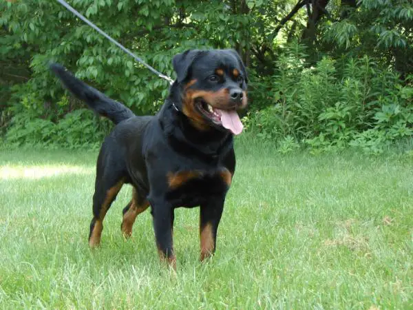 Able Von Der Siegbach