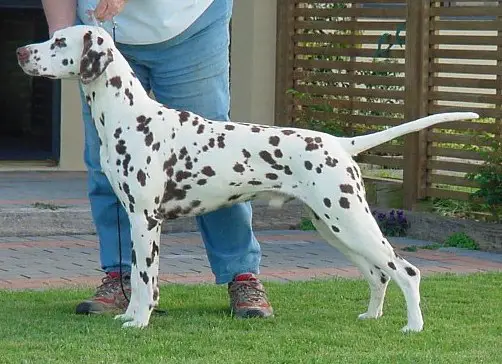 NZ GRAND CHAMPION Audax Allegiance To Stedfast