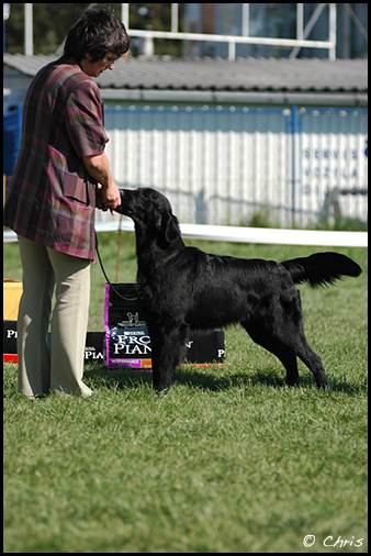 CHJ.HR, EUJW 2007 Macho Black Wind of Varazdin