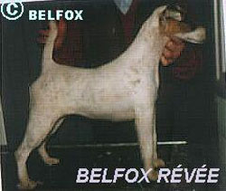 Belfox Revée