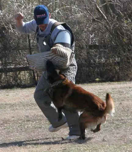 Paco des Ombres Valeureux