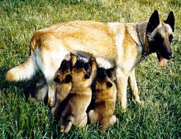 RE V1 CAC Ranie de Ventadour