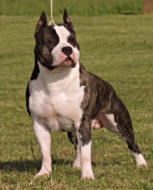 JCH LAT,CH LTU,EST,LAT,RUS,BALT ABSOLIUT Skaudulys