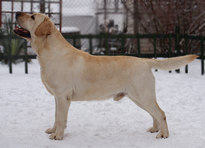 J/CH SK,RESCACIB Sretlaw Sea Biscuit