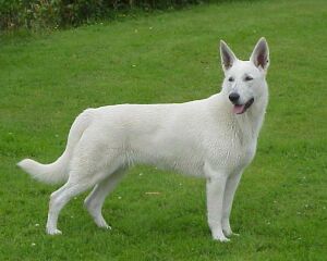 Elaycha Shadow of White Fang