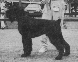 Riesenhoff Ilebarter