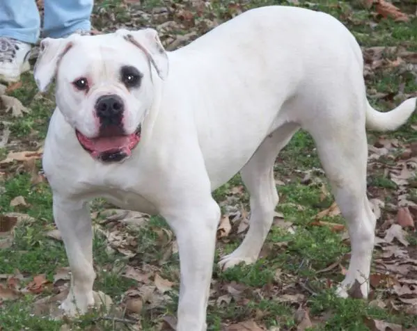 Big Sky's Palmoni PH-0.47/0.46