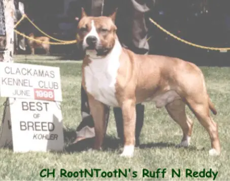 CH (US) Rootntootn's Ruff N Reddy