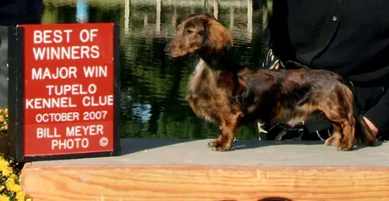 AM CH Marcindox Talladega Nights MBL