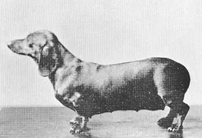 AM. CH Yvonne vom Werderhavelstrand