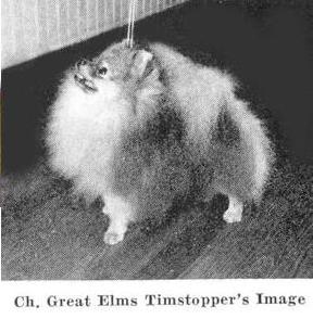 AM CH Great Elms Timstopper's Image