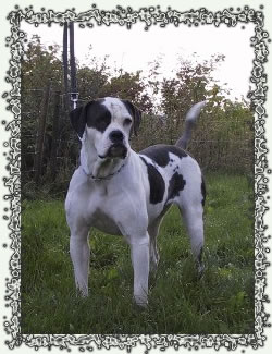 Legion's Lady Cayenne Pepper