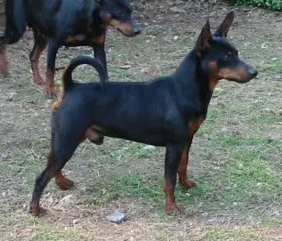 ROM CH Humblepup Warlord