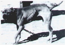 GRCh Sorrells' Hard Eyes