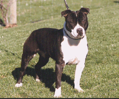 CH (AUS) Evastaff Apache