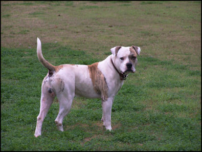 CH Desert Rock's Matio