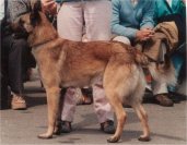 Finn-Dracka van den Oudenakker