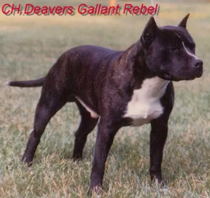 CH (AKC) Deaver's Gallant Rebel