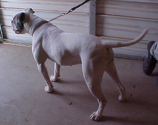 UWPCH Jemm's Sugar Tuffie Ditto PH-0.33/0.38