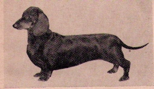 AM. CH Dulcie von Bergman