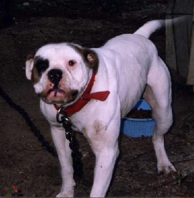 Leatherneck's Scratch of Screaming Eagle