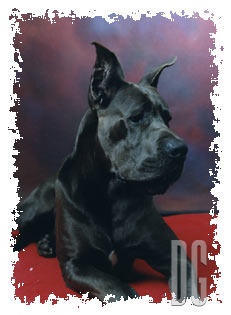 Merwann Del Eden Blue