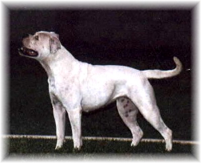 CH Desert Rock's Doozy's Treasure Too aka Tres