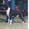 CH (AKC) Kimmar's Without a Doubt