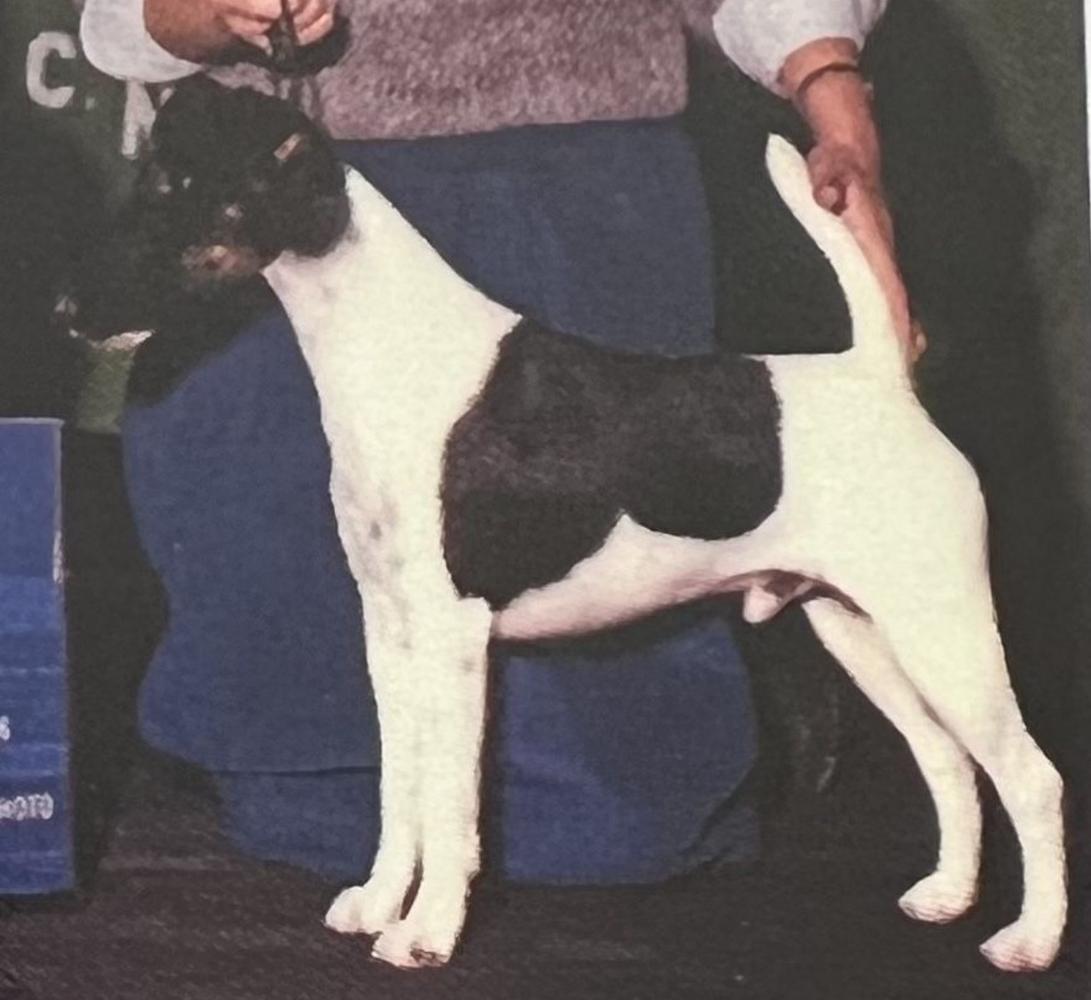 AM CH Foxmoor Dick Tracy